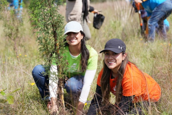Personas plantan arbol