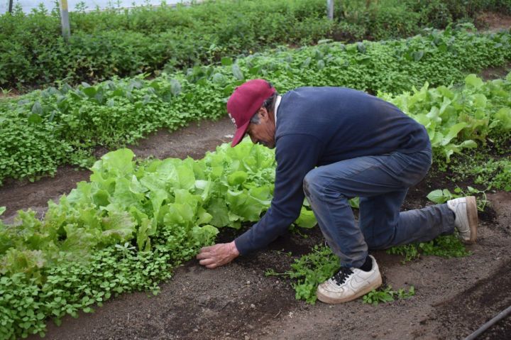 Persona con plantacaiones