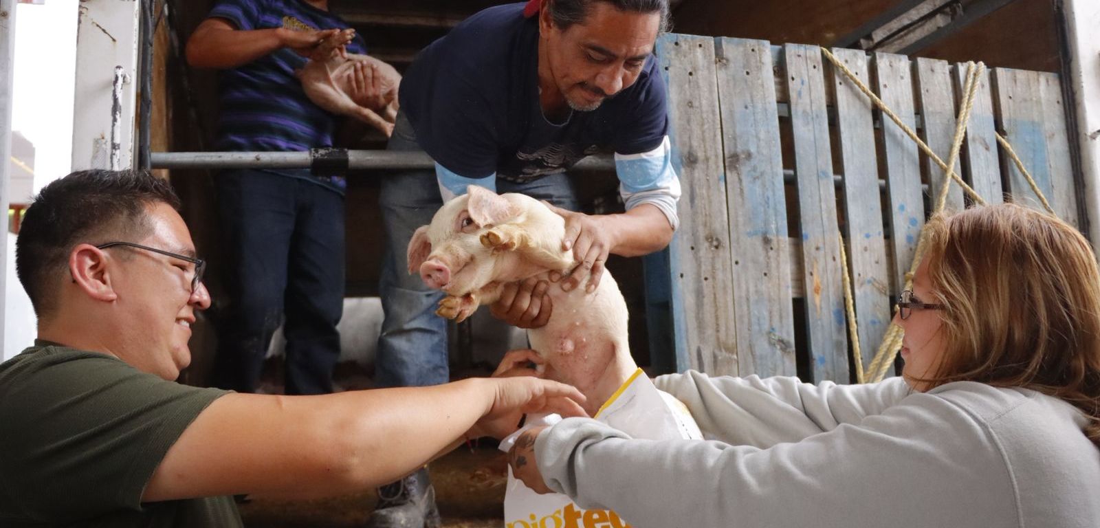 Personas manipulan cerdos