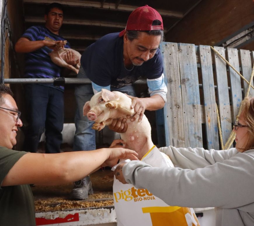 Personas manipulan cerdos