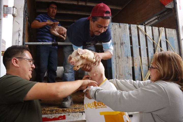 Personas manipulan cerdos