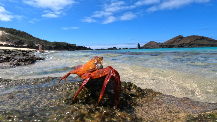 Cangrejo