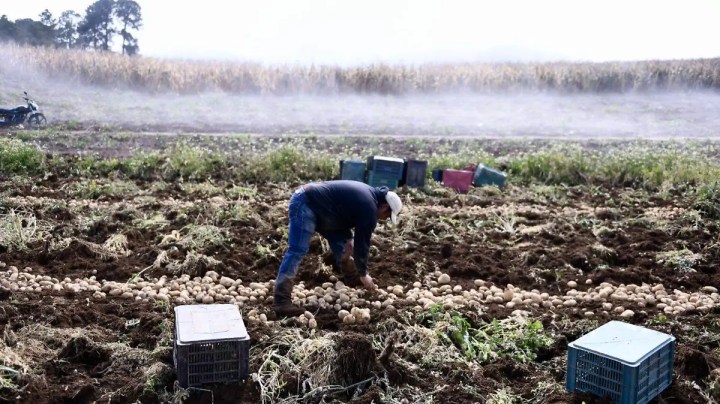 Agricultores en campo