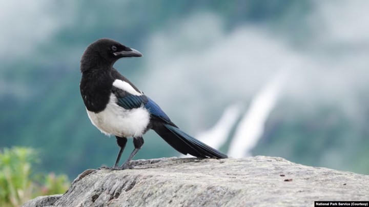 Ave, urraca en Alaska | VOA