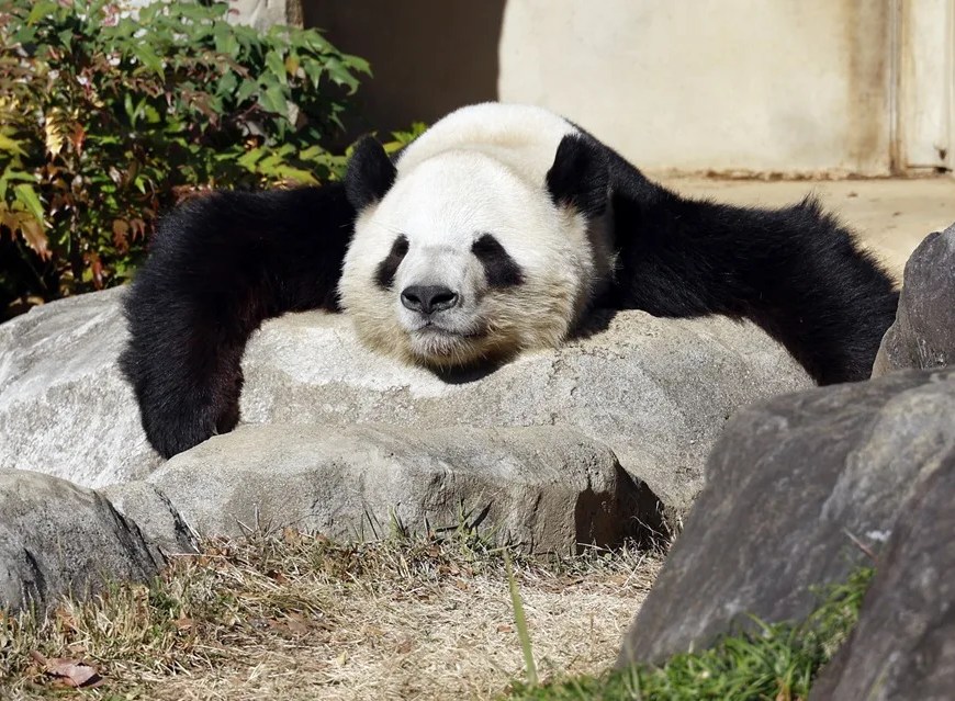 Panda gigante Xiao Xiao | EFE/ Franck Robichon