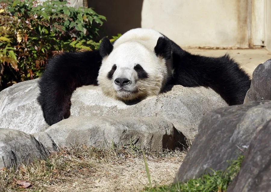 Panda gigante Xiao Xiao | EFE/ Franck Robichon