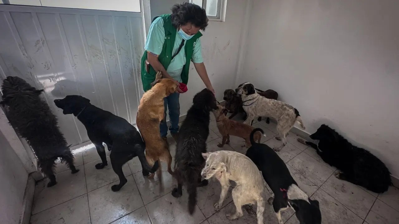 Albergue para máscotas