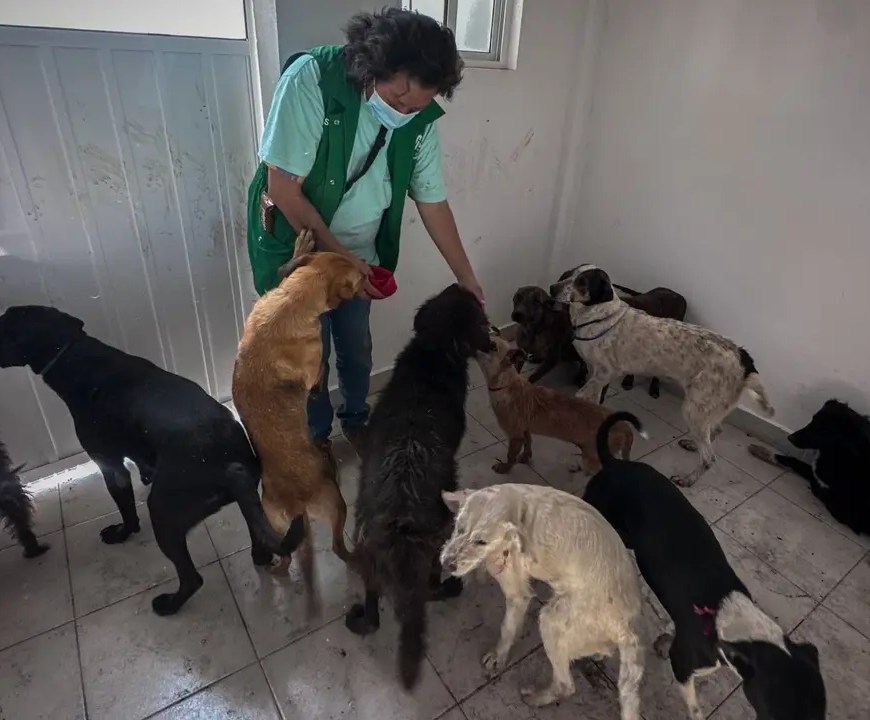 Albergue para máscotas