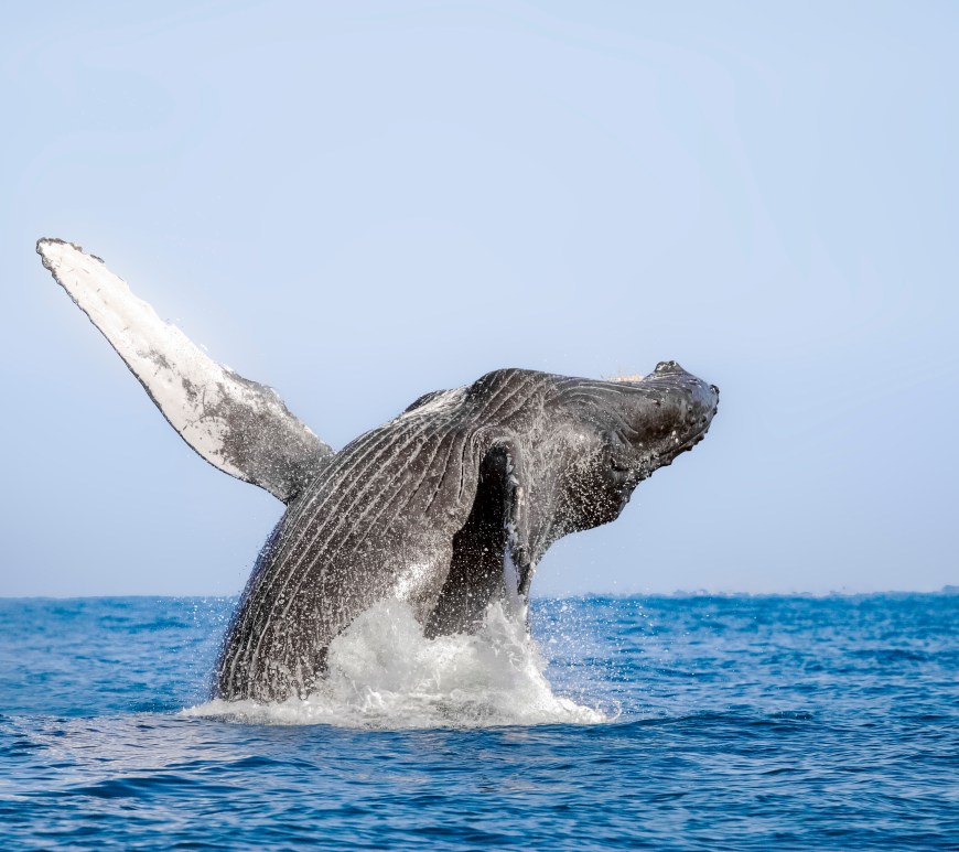 Ballena Jorobada
