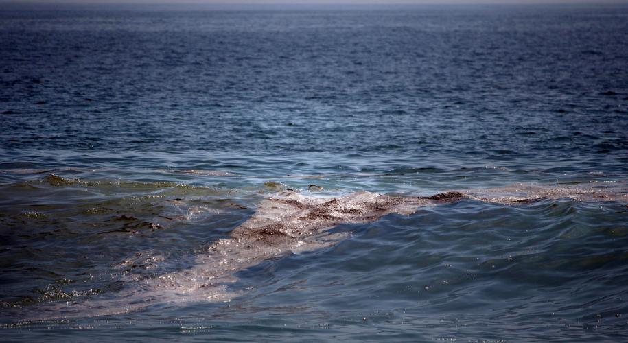 Greenpeace: mancha de crudo en el golfo de México tiene "impacto severo" en el ecosistema