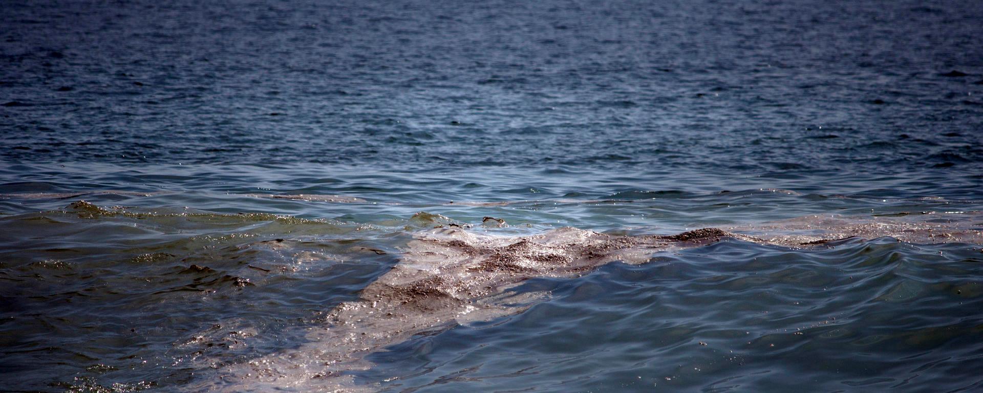 Greenpeace: mancha de crudo en el golfo de México tiene "impacto severo" en el ecosistema