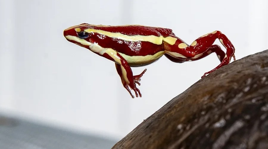 Fotografía de la Epipedobates anthonyi, una pequeña rana venenosa cuya toxina fue vinculada al presunto asesinato del opositor ruso Alexéi Navalni además de ser cotizada entre los amantes de las mascotas exóticas por su reducido tamaño y diversidad de colores, en Quito (Ecuador). EFE/ José Jácome