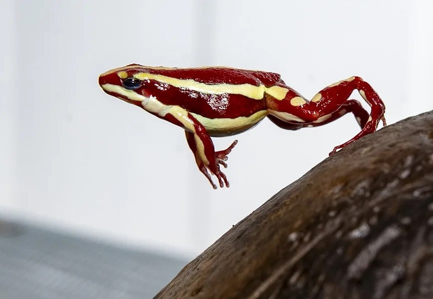 Fotografía de la Epipedobates anthonyi, una pequeña rana venenosa cuya toxina fue vinculada al presunto asesinato del opositor ruso Alexéi Navalni además de ser cotizada entre los amantes de las mascotas exóticas por su reducido tamaño y diversidad de colores, en Quito (Ecuador). EFE/ José Jácome