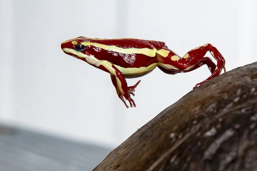 Fotografía de la Epipedobates anthonyi, una pequeña rana venenosa cuya toxina fue vinculada al presunto asesinato del opositor ruso Alexéi Navalni además de ser cotizada entre los amantes de las mascotas exóticas por su reducido tamaño y diversidad de colores, en Quito (Ecuador). EFE/ José Jácome