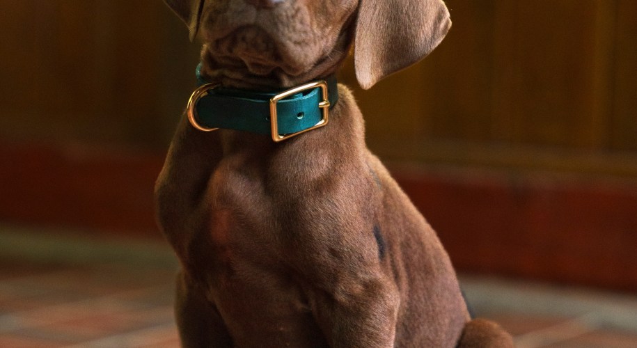 Scooby-Doo: Origins. Scooby on the set of Scooby-Doo: Origins season 1. Cr. Steve Dietl/Netflix © 2026