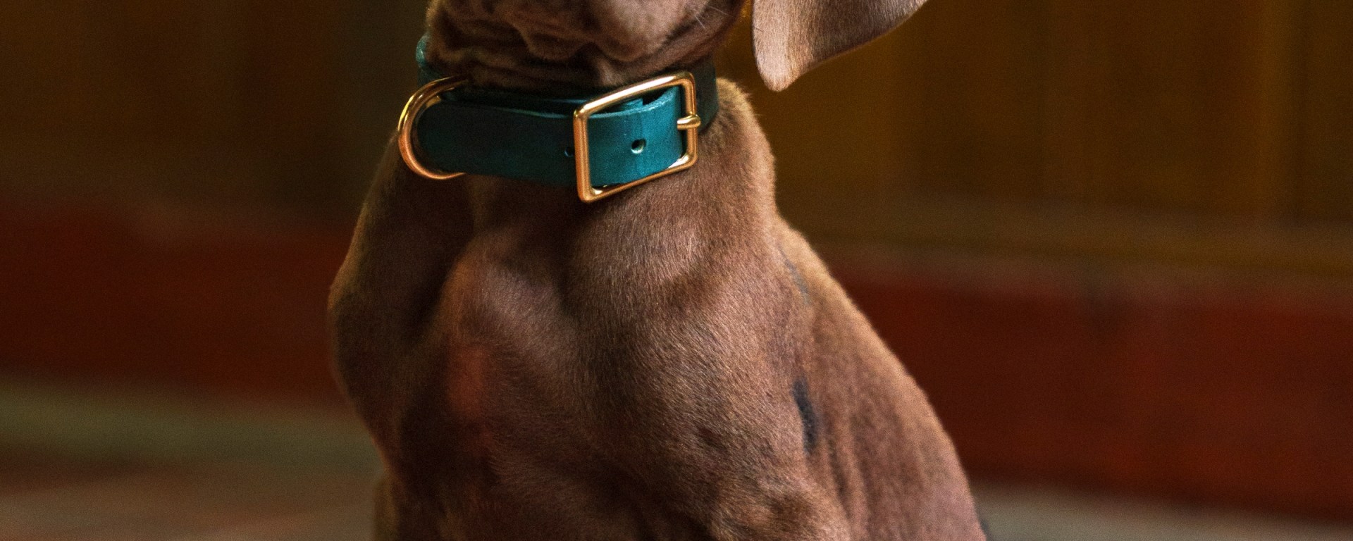 Scooby-Doo: Origins. Scooby on the set of Scooby-Doo: Origins season 1. Cr. Steve Dietl/Netflix © 2026