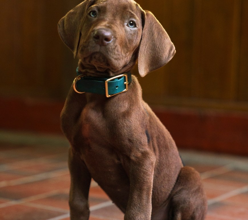 Scooby-Doo: Origins. Scooby on the set of Scooby-Doo: Origins season 1. Cr. Steve Dietl/Netflix © 2026