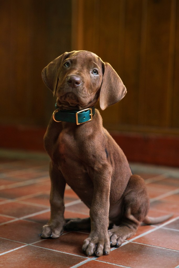 Scooby-Doo: Origins. Scooby on the set of Scooby-Doo: Origins season 1. Cr. Steve Dietl/Netflix © 2026