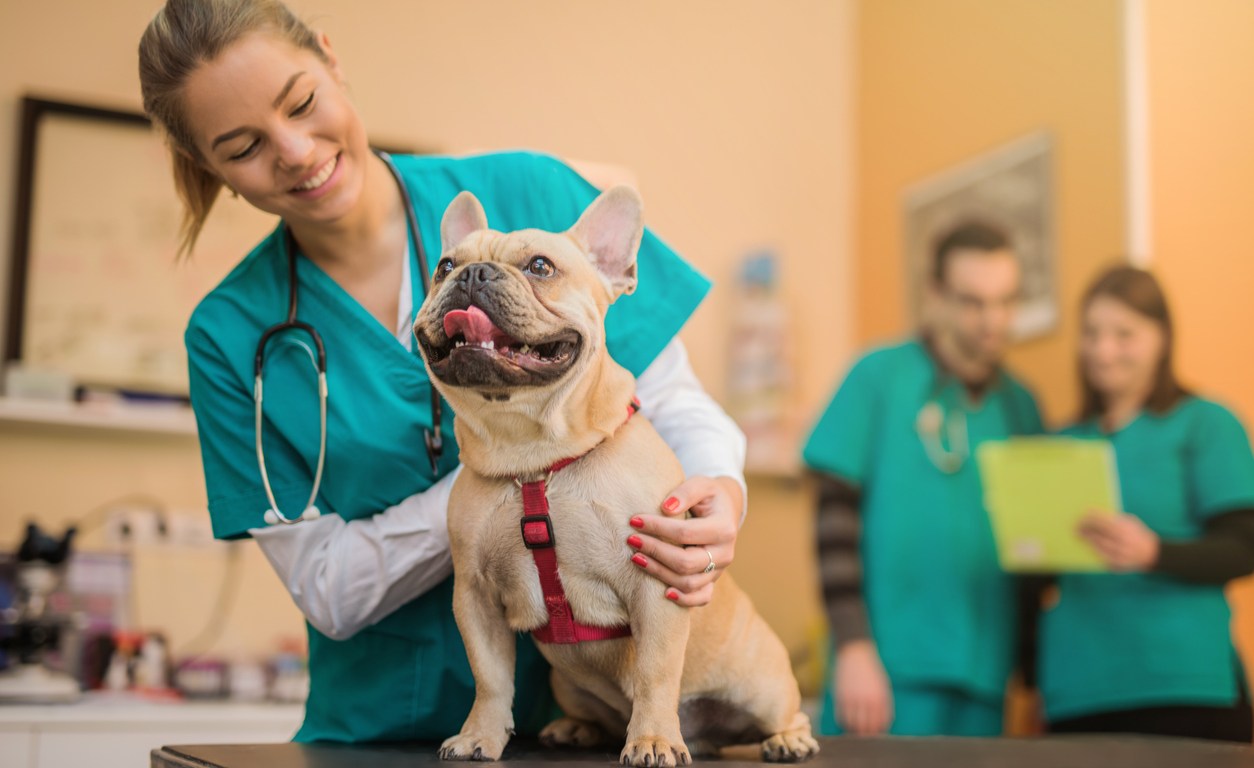 Veterinario y mascota