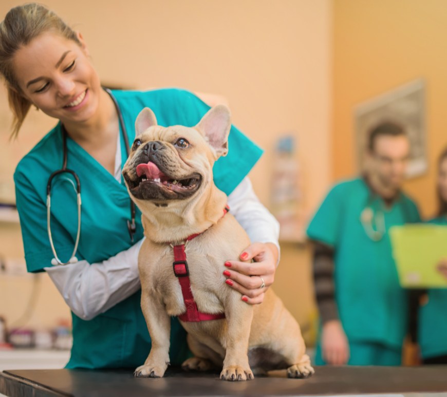 Veterinario y mascota