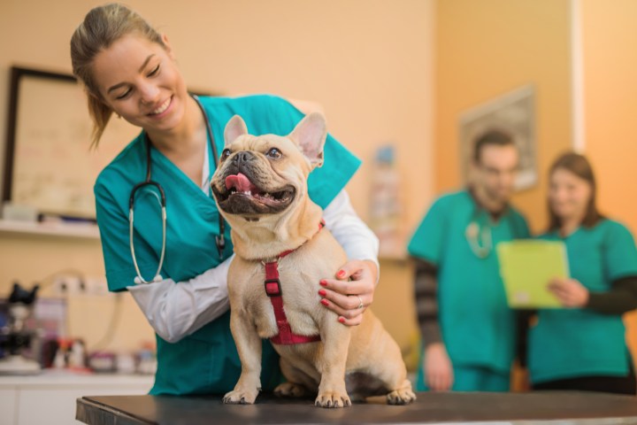 Veterinario y mascota
