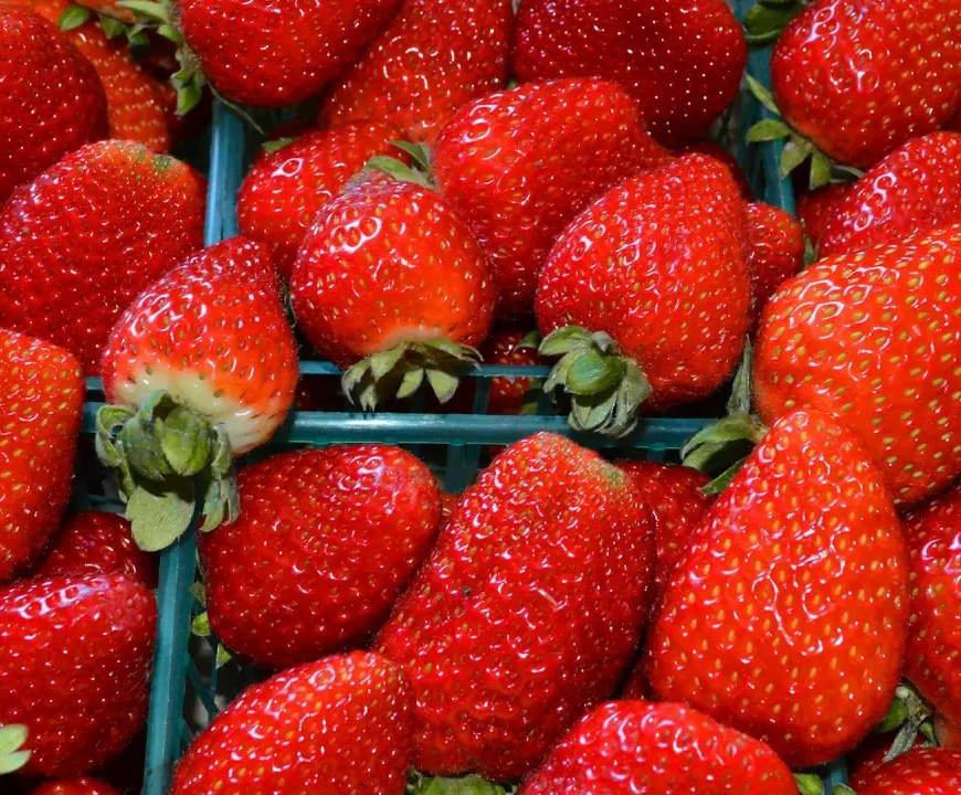 Fresa mexicana