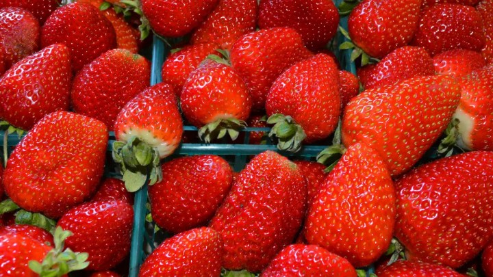 Fresa mexicana