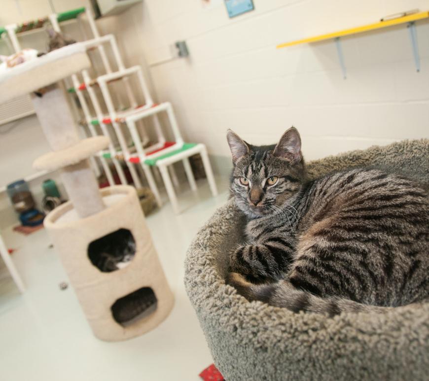 Gato