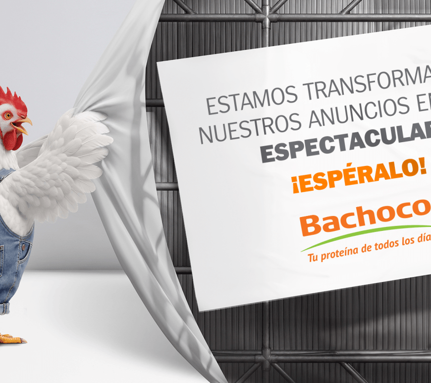 Bachoco