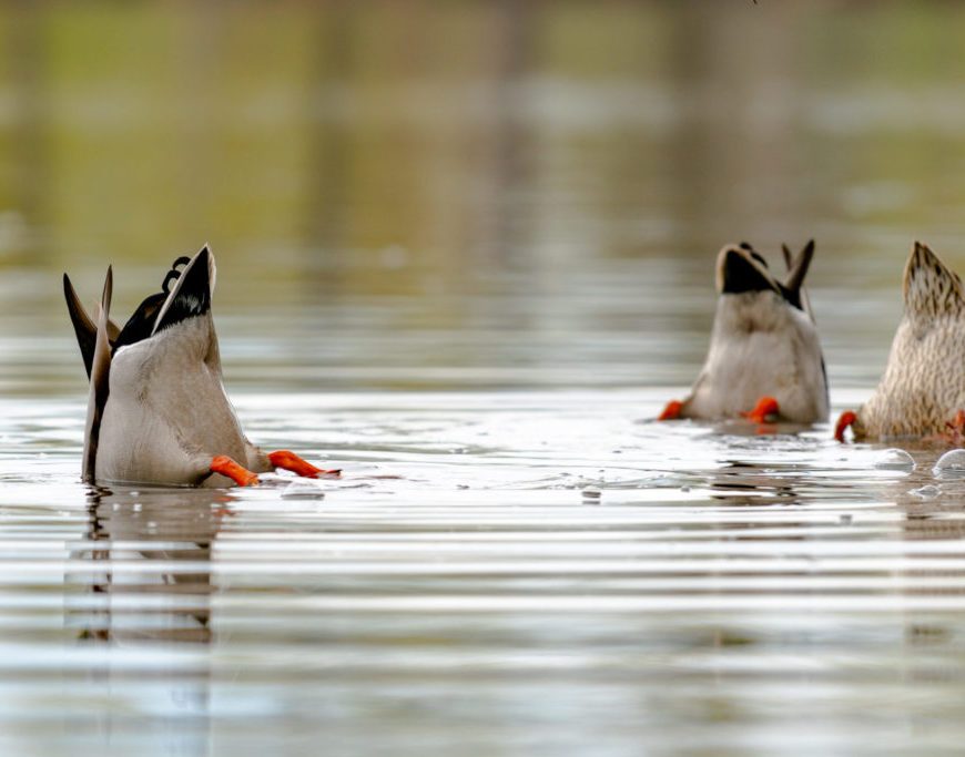Patos