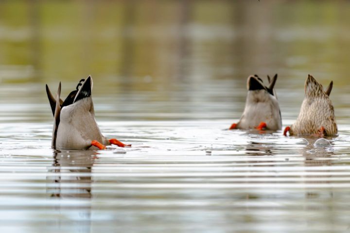 Patos